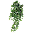 Chute de scindapsus, vert L. 80 x l. 30 x H. 15 cm